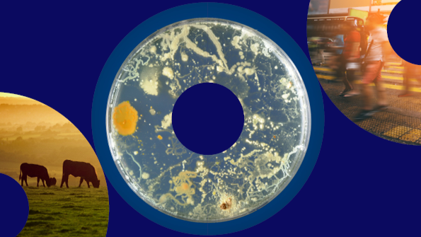 Three circles respresenting the One Health perspective. Human, animal, environment