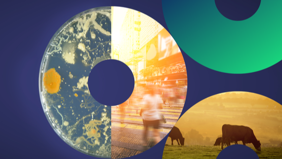 Three circles respresenting the One Health perspective. Human, animal, environment